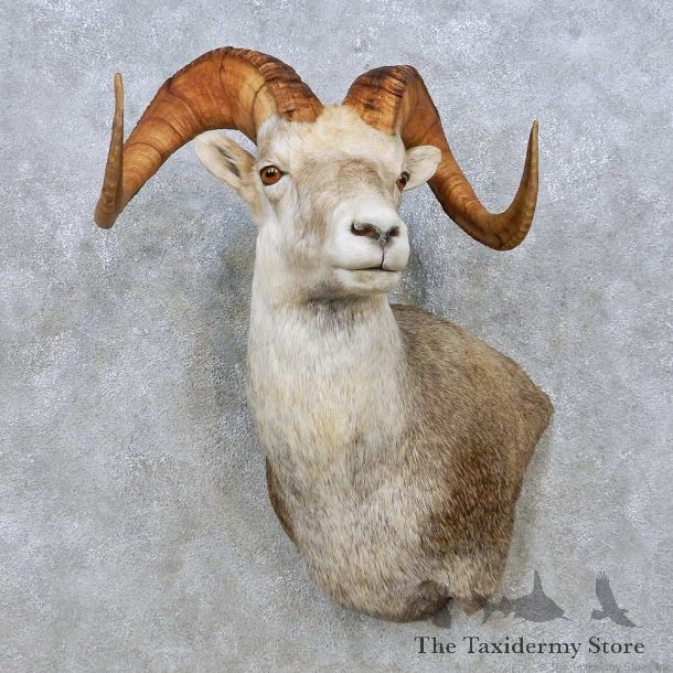Stone Sheep Shoulder Mount For Sale #15008 @ The Taxidermy Store