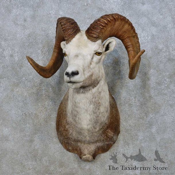Stone Sheep Shoulder Mount For Sale #15009 @ The Taxidermy Store