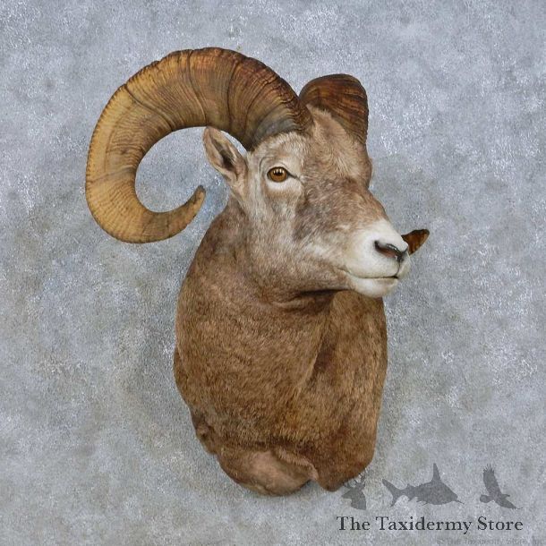 Bighorn Sheep Shoulder Mount For Sale #15010 @ The Taxidermy Store