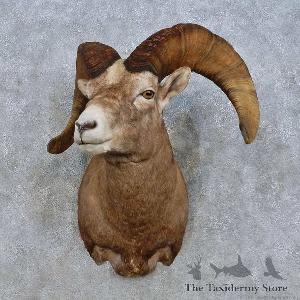 Bighorn Sheep Shoulder Mount For Sale #15011 @ The Taxidermy Store