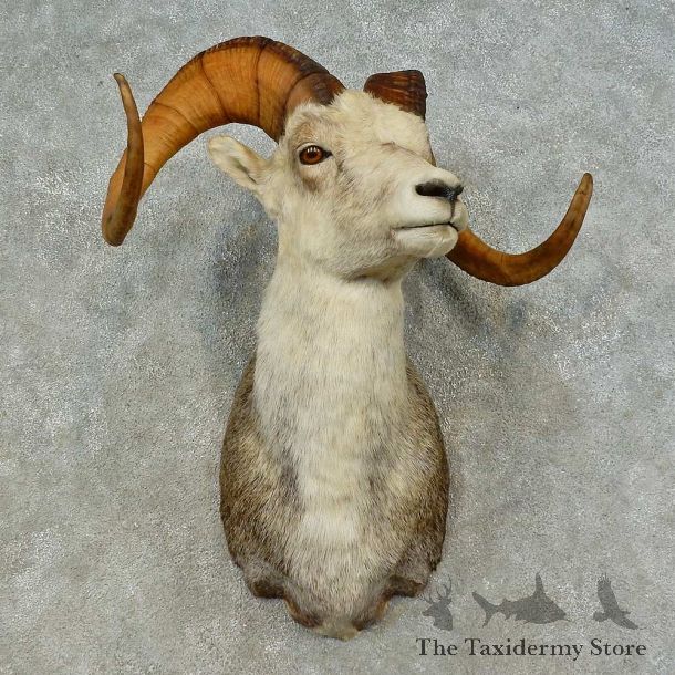 Stone Sheep Shoulder Mount For Sale #16462 @ The Taxidermy Store