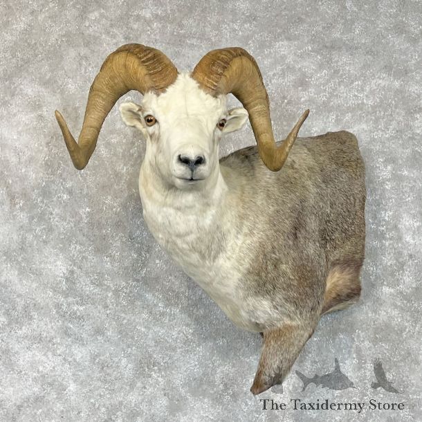 Stone Sheep 1/2 Life-Size Mount For Sale #28340 @ The Taxidermy Store