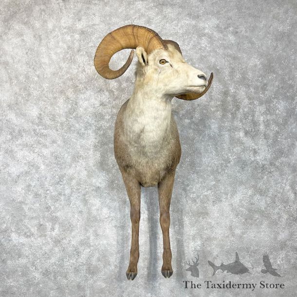 Stone Sheep 1/2 Life Size Mount For Sale #28339 @ The Taxidermy Store