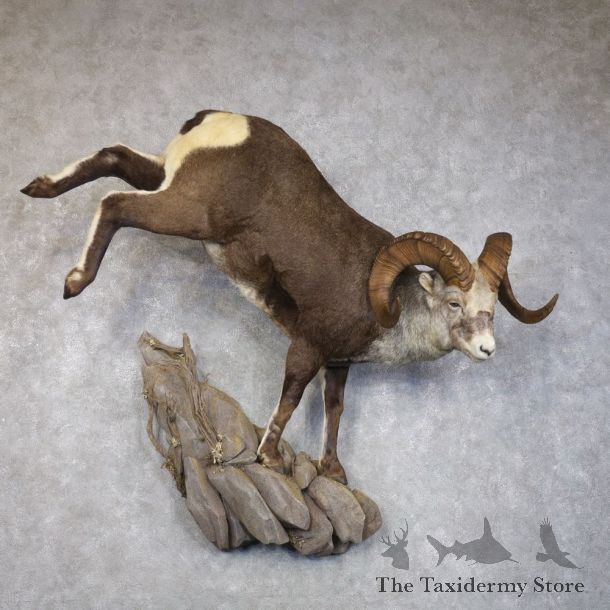 Stone Sheep Life-Size Mount For Sale #22276 @ The Taxidermy Store