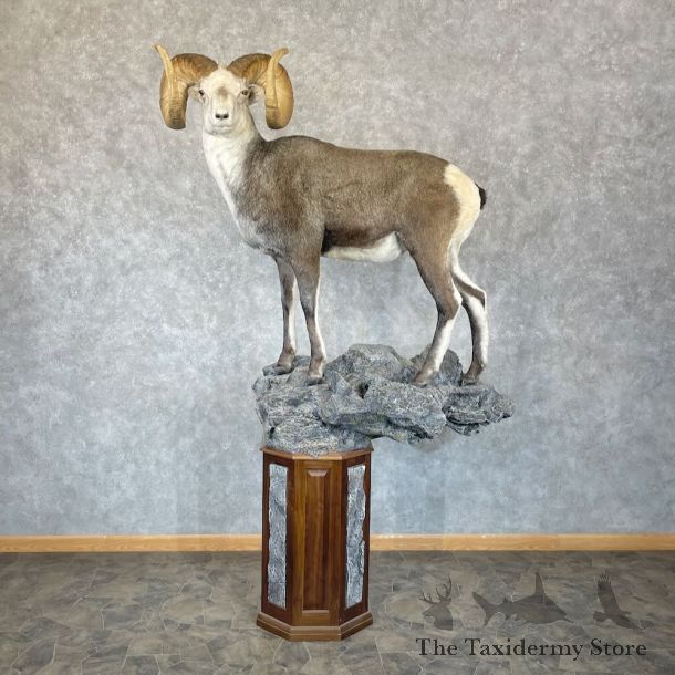 Stone Sheep Life-Size Mount For Sale #28096 @ The Taxidermy Store