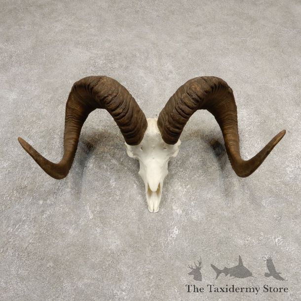 Stone Sheep Reproduction Skull Mount For Sale #20539 @ The Taxidermy Store