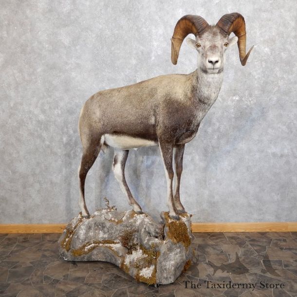 Stone Sheep Life-Size Mount For Sale #18601 @ The Taxidermy Store
