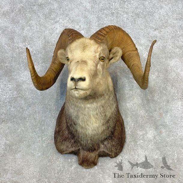 Stone Sheep Shoulder Mount For Sale #21644 @ The Taxidermy Store