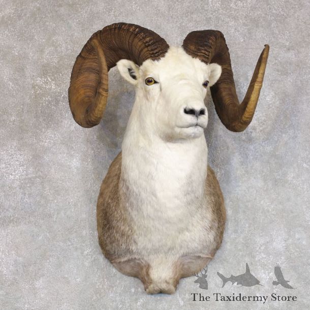 Stone Sheep Shoulder Mount For Sale #22242 @ The Taxidermy Store