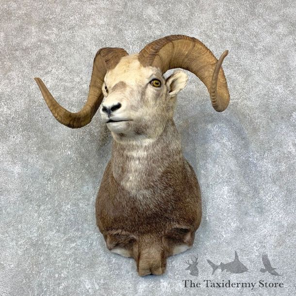 Stone Sheep Shoulder Mount For Sale #22738 @ The Taxidermy Store