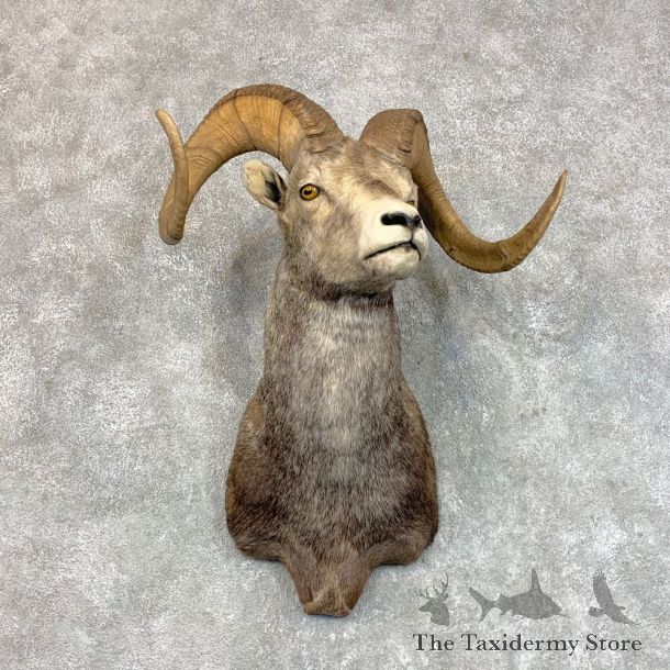 Stone Sheep Shoulder Mount For Sale #22814 @ The Taxidermy Store