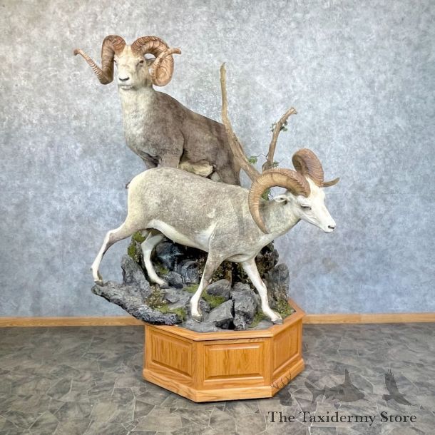 Stone Sheep Life-Size Mount For Sale #26214 @ The Taxidermy Store