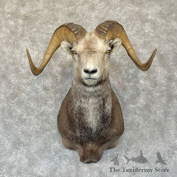 Stone Sheep Shoulder Mount For Sale #28291 @ The Taxidermy Store