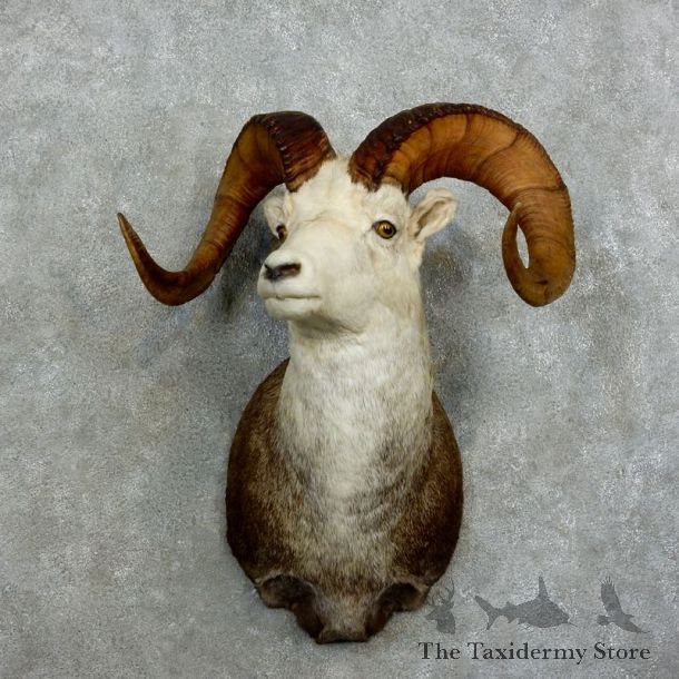 Stone Sheep Shoulder Mount For Sale #17163 @ The Taxidermy Store