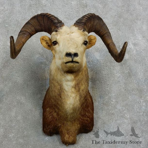 Stone Sheep Shoulder Mount For Sale #17164 @ The Taxidermy Store