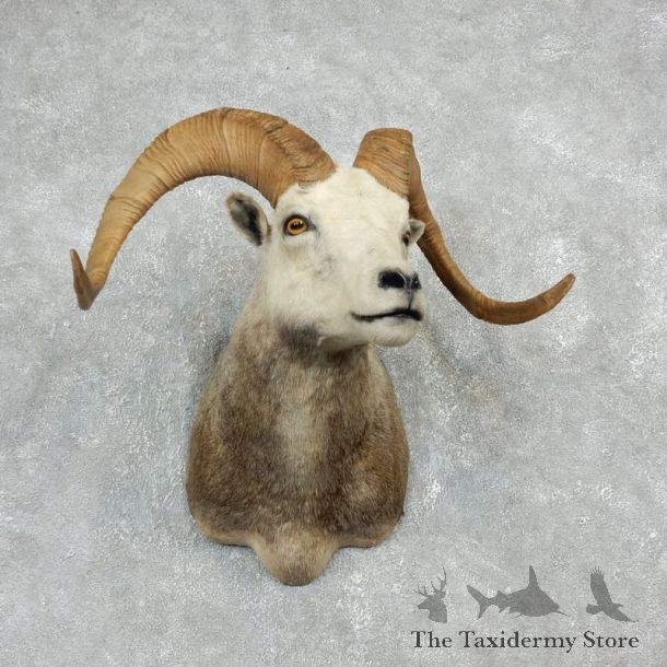 Stone Sheep Shoulder Mount For Sale #17927 @ The Taxidermy Store