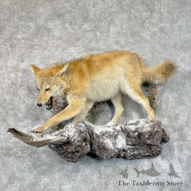 Strawberry Coyote Life Size Mount For Sale #28679 @ The Taxidermy Store