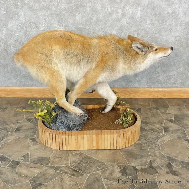 Strawberry Coyote Life Size Mount For Sale #28701 @ The Taxidermy Store