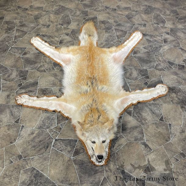 Strawberry Coyote Rug Taxidermy Mount For Sale #26291 @ The Taxidermy Store