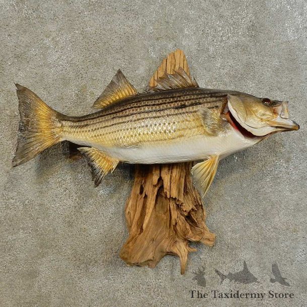 Striped Bass Freshwater Fish Mount For Sale #16538 @ The Taxidermy Store