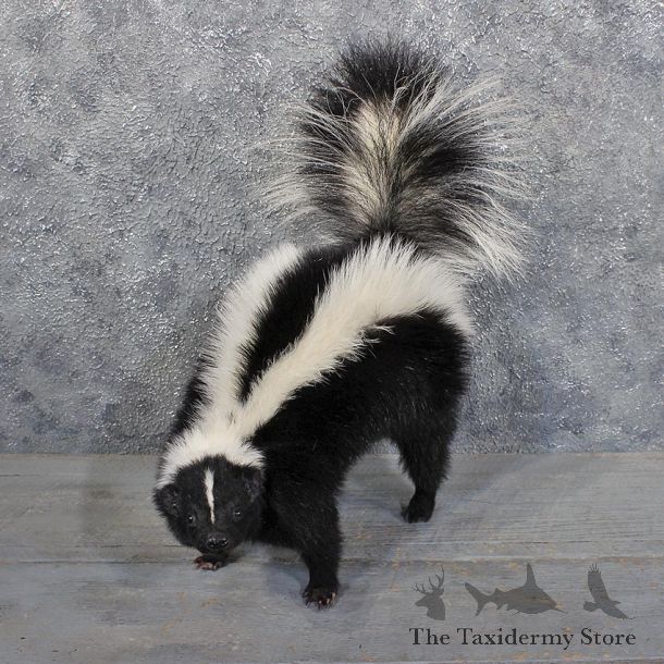 Standing Striped Skunk Mount #11768 For Sale @ The Taxidermy Store