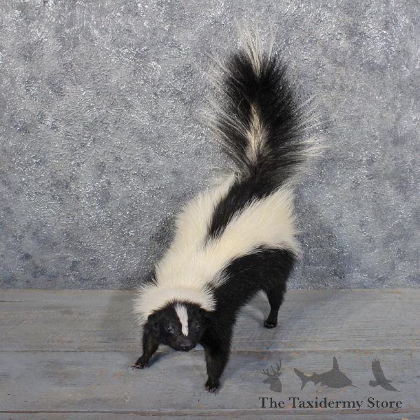 Standing Striped Skunk Mount #11769 For Sale @ The Taxidermy Store