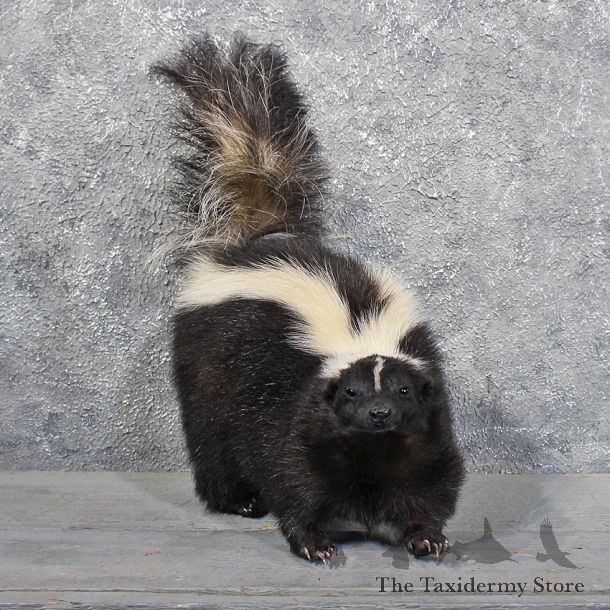 Standing Striped Skunk Mount #11770 For Sale @ The Taxidermy Store
