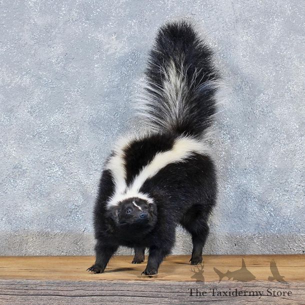 Standing Striped Skunk Mount #11958 For Sale @ The Taxidermy Store