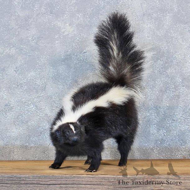 Standing Striped Skunk Mount #11959 For Sale @ The Taxidermy Store