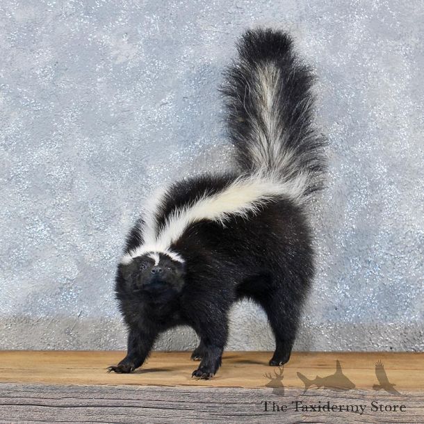Standing Striped Skunk Mount #11960 For Sale @ The Taxidermy Store