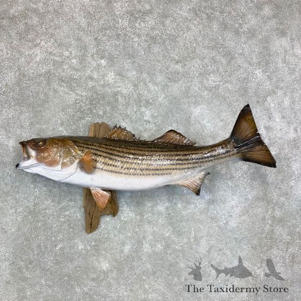 Striped Bass Fish Mount For Sale #23386 @ The Taxidermy Store