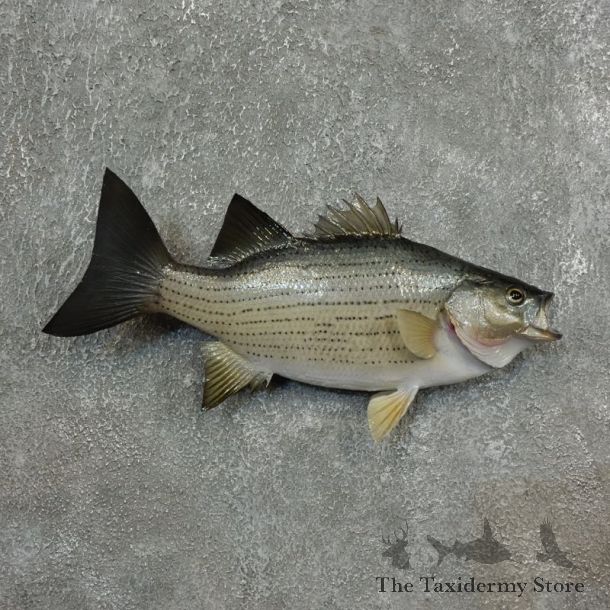 Striped Bass Freshwater Fish Mount For Sale #17788 @ The Taxidermy Store