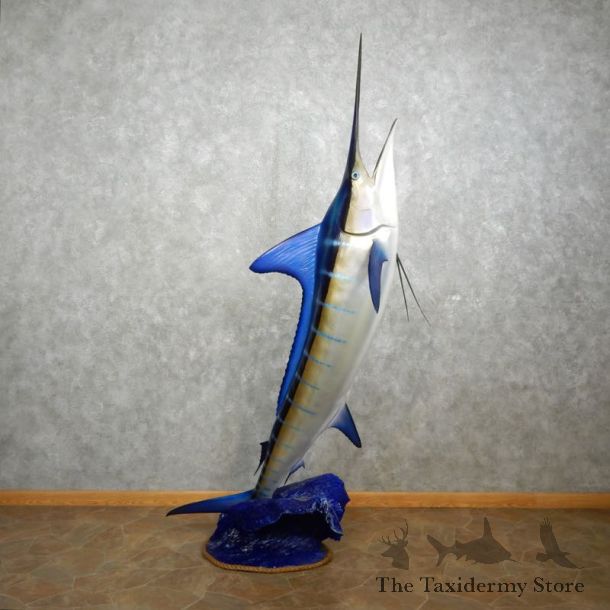 Blue Marlin Fish Mount For Sale #17595 @ The Taxidermy Store