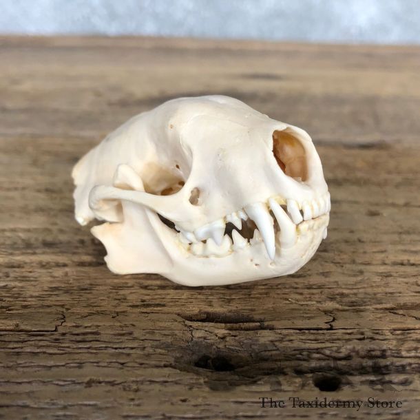 Striped Skunk Full Skull Taxidermy Mount #19841 For Sale @ The Taxidermy Store