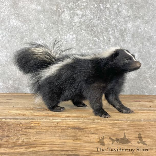 Striped Skunk Life-Size Mount For Sale #28044 @ The Taxidermy Store