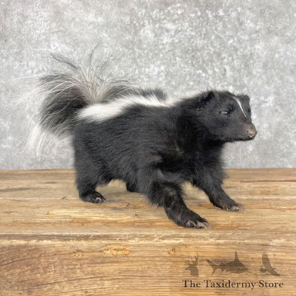 Striped Skunk Life-Size Mount For Sale #28046 @ The Taxidermy Store