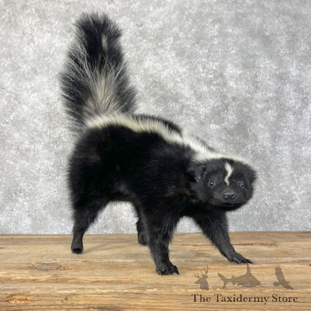 Striped Skunk Life-Size Mount For Sale #28388 @ The Taxidermy Store