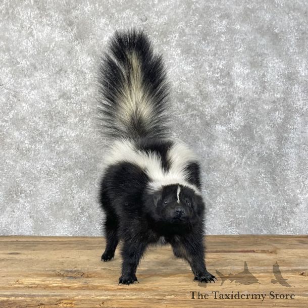 Striped Skunk Life-Size Mount For Sale #28391 @ The Taxidermy Store
