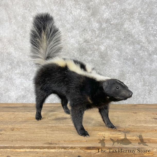 Striped Skunk Life-Size Mount For Sale #28657 @ The Taxidermy Store
