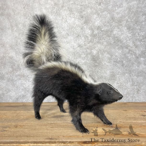 Striped Skunk Life-Size Mount For Sale #28658 @ The Taxidermy Store