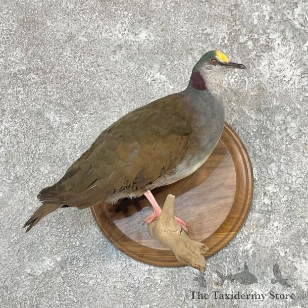 Sulawesi Ground Dove Mount For Sale #27618 @ The Taxidermy Store