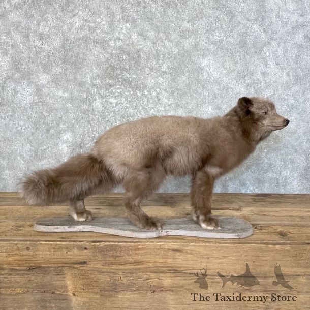 Summer Phase Arctic Fox Mount For Sale #27744 @ The Taxidermy Store