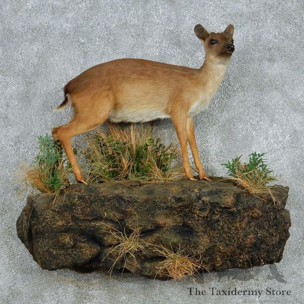 African Suni Antelope Life Size Taxidermy Mount #13072 For Sale @ The Taxidermy Store