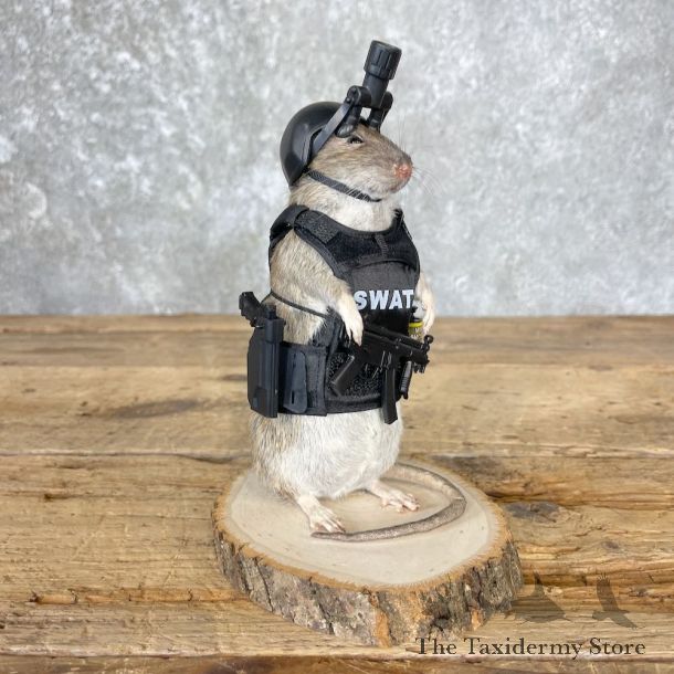Swat Rat Novelty Mount For Sale #26542 @ The Taxidermy Store