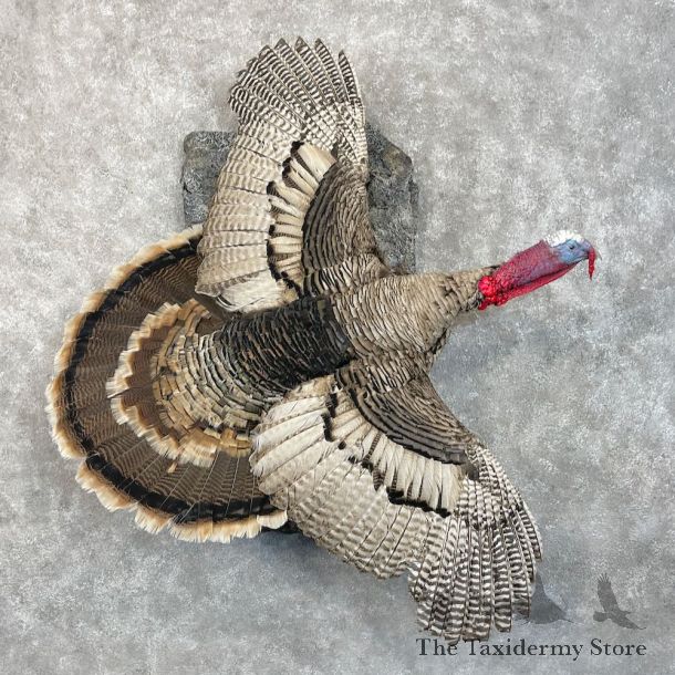Sweet Grass Turkey Bird Mount For Sale #28500 @ The Taxidermy Store
