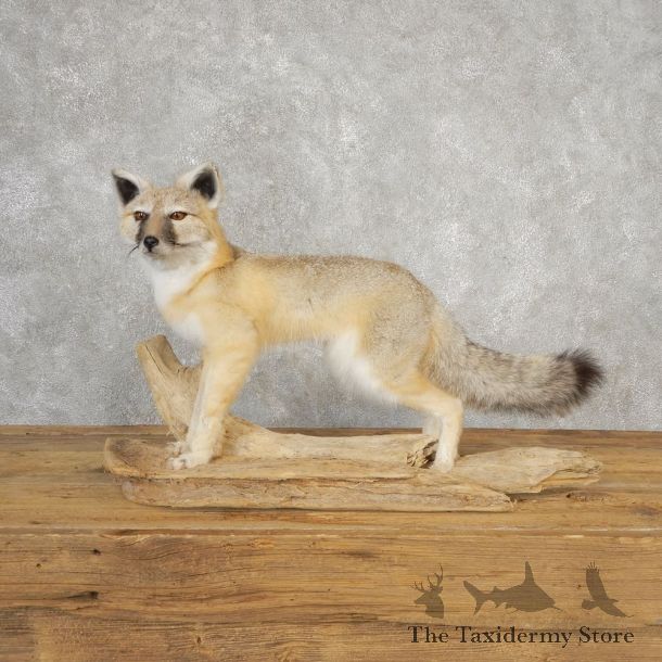 Swift Fox Life-Size Mount For Sale #21112 @ The Taxidermy Store