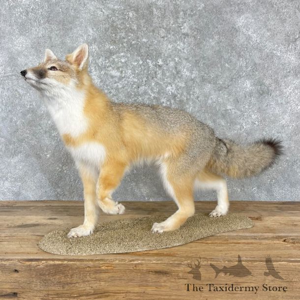 Swift Fox Life-Size Mount For Sale #27194  @ The Taxidermy Store