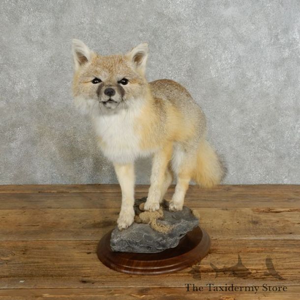 Swift Fox Life-Size Mount For Sale #17216  @ The Taxidermy Store