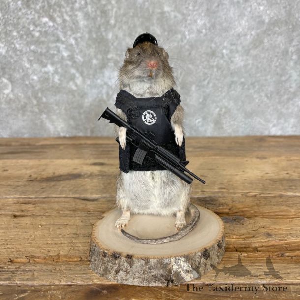 Tactical Rat Novelty Mount For Sale #26534 @ The Taxidermy Store