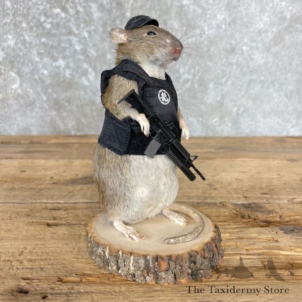 Tactical Rat Novelty Mount For Sale #26535 @ The Taxidermy Store
